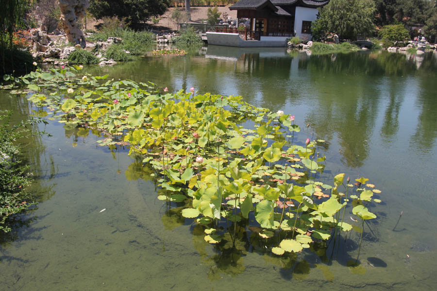 Visiting the Huntington Gardens July 13th 2015 with Charlotte and Greg