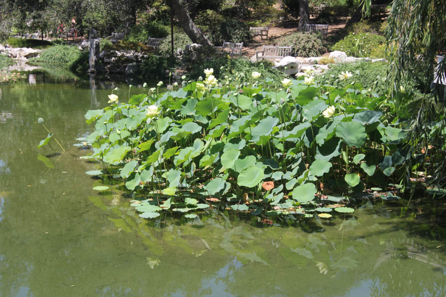 Visiting the Huntington Gardens July 13th 2015 with Charlotte and Greg