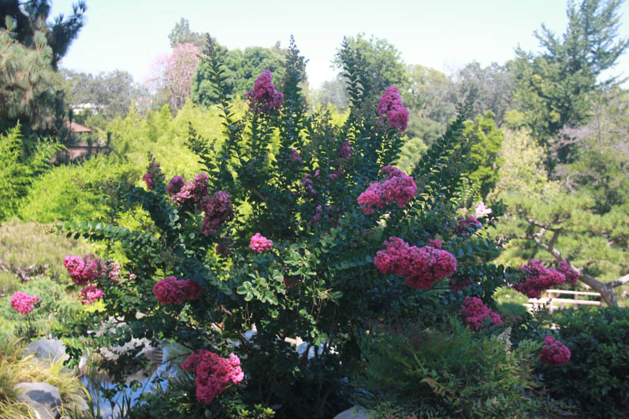 Visiting the Huntington Gardens July 13th 2015 with Charlotte and Greg