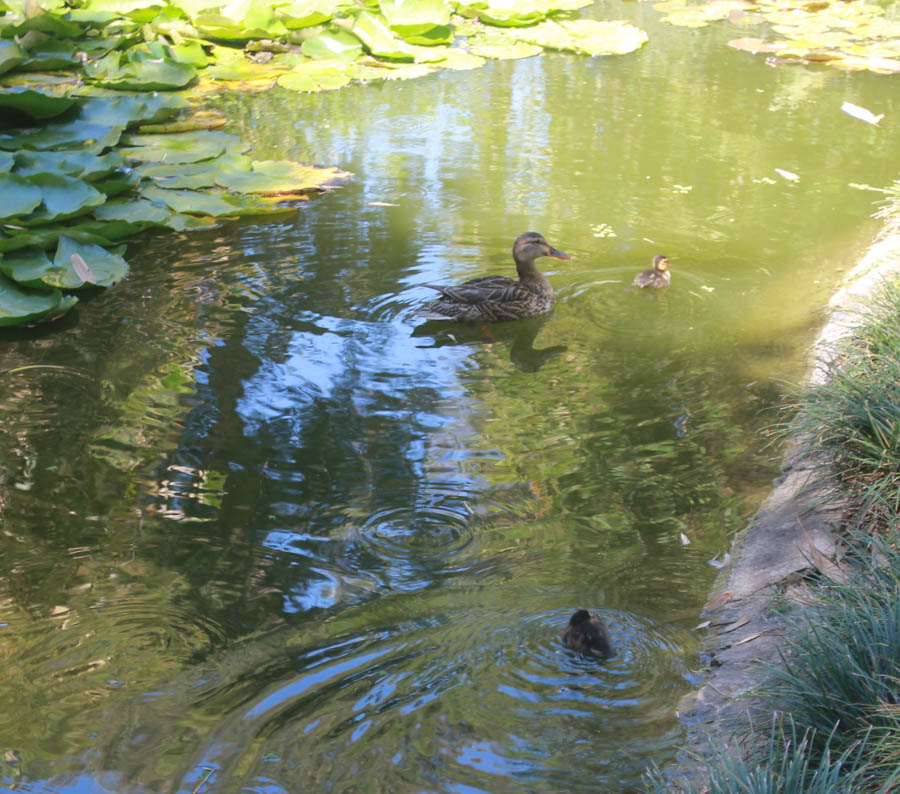 Visiting the Huntington Gardens July 13th 2015 with Charlotte and Greg