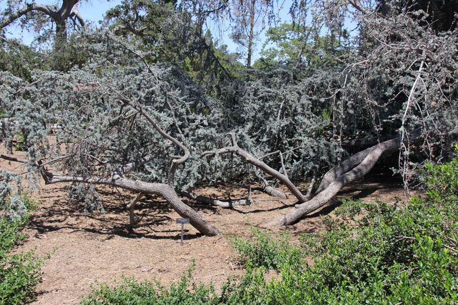 Visiting The Huntington July 25th 2016