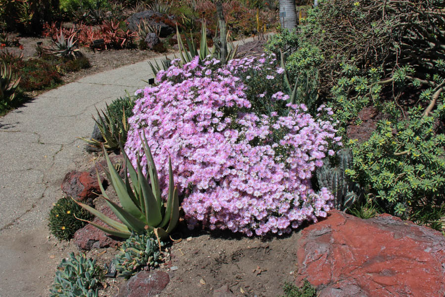 Walking in the Huntington Gardens March 2017