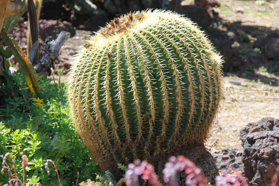 Walking in the Huntington Gardens March 2017