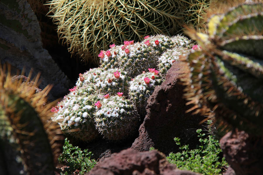 Walking in the Huntington Gardens March 2017