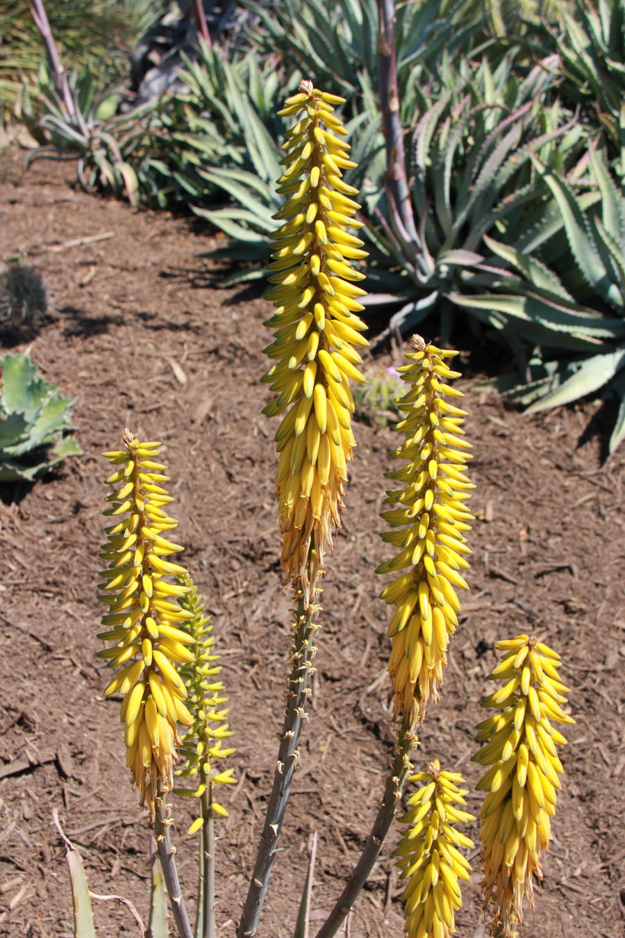 Walking in the Huntington Gardens March 2017