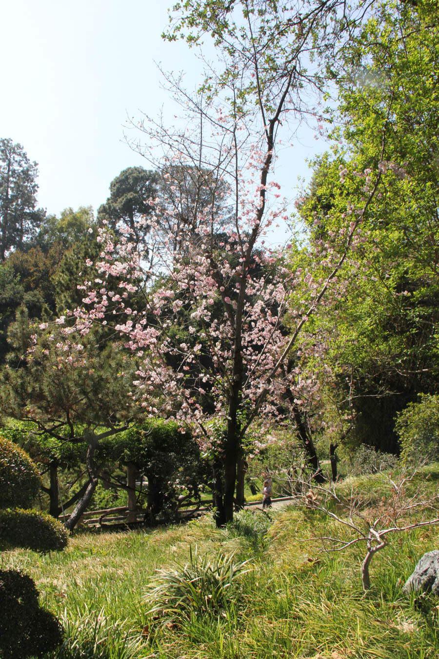 Visiting the Huntington April 2018 with the Finch's