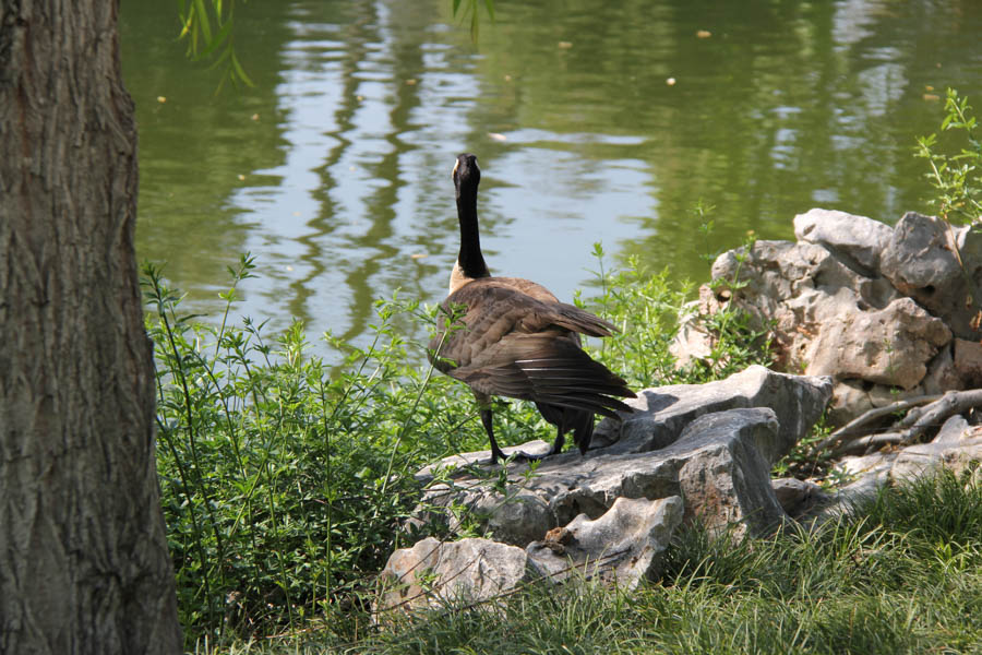 Visiting the Huntington April 2018 with the Finch's