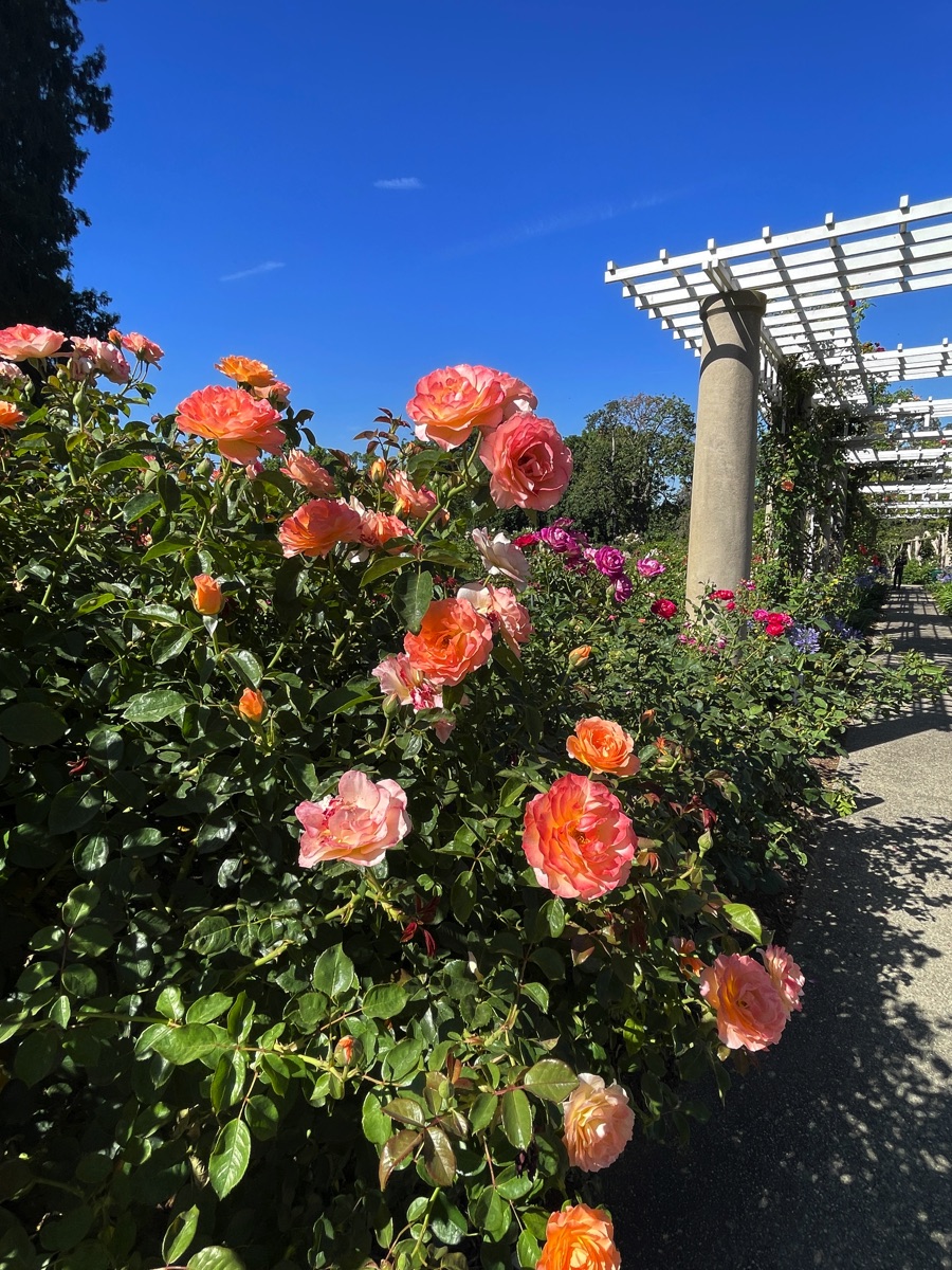 2023-07 Tea At The Huntington Library And A Walk In The Garden