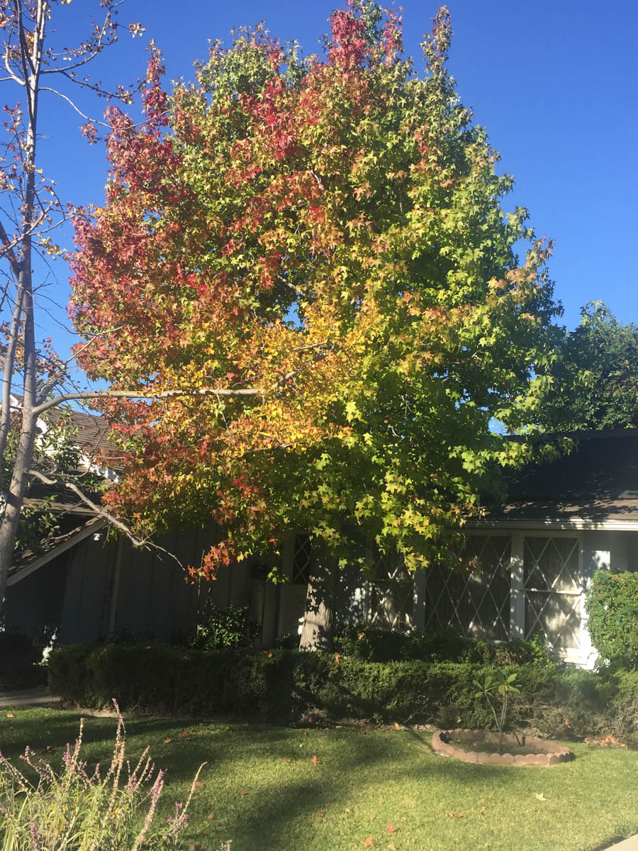 Walking in Rossmoor November 2015