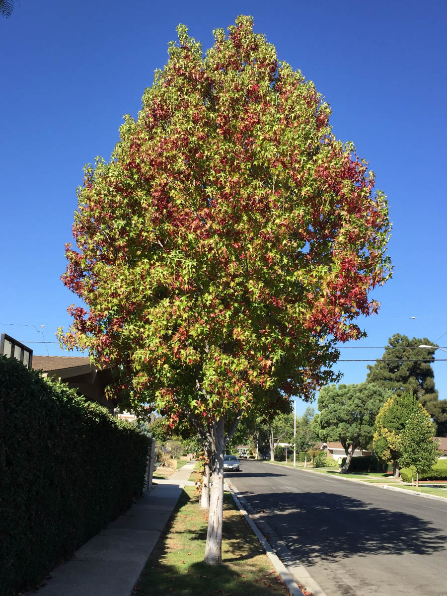 Walking Rossmoor in September 2016