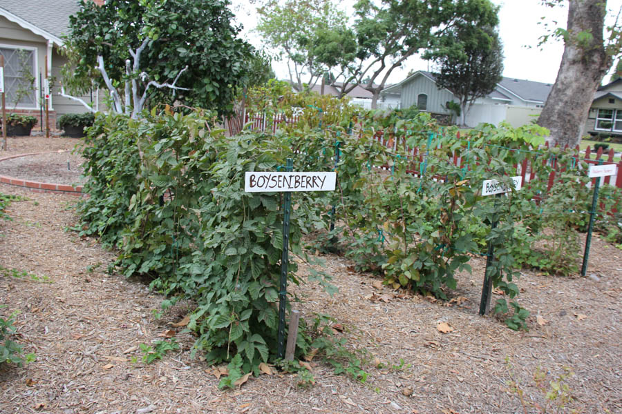 Walking around Rossmoor during October 2016 can be an adventure!