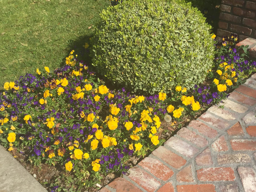 Walking 4/5/2017 amongst the flowers