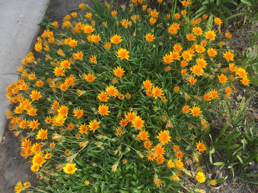 Walking in Rossmoor 4/19/2017