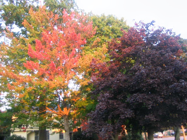 New England Fall Foliage Adventure