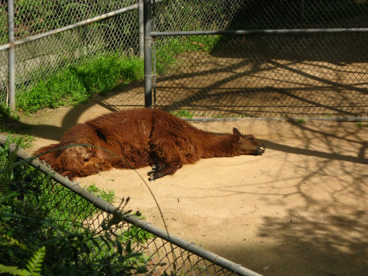 Los Angeles Zoo February 2010