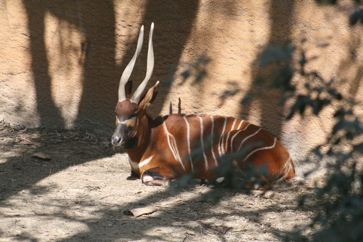 Los Angeles Zoo February 2010