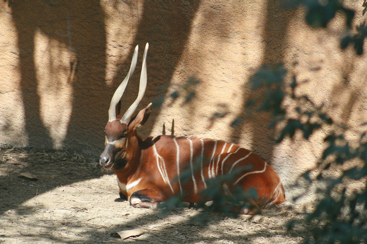 Los Angeles Zoo February 2010