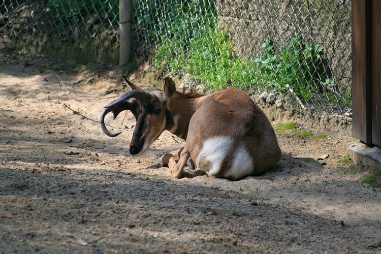 Los Angeles Zoo February 2010