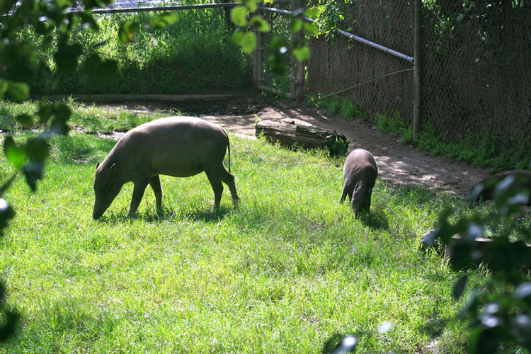 Los Angeles Zoo February 2010