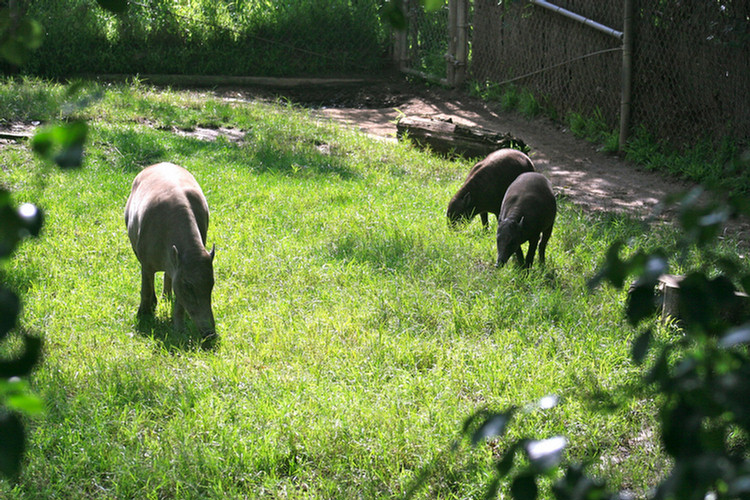 Los Angeles Zoo February 2010