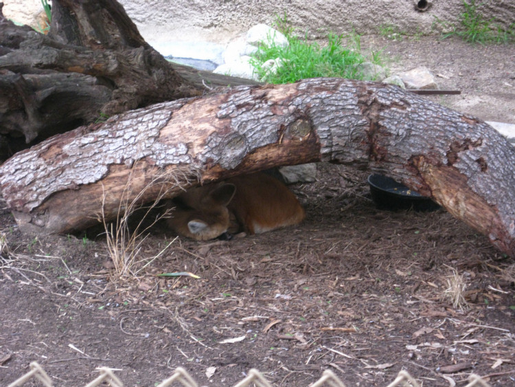 Los Angeles Zoo February 2010