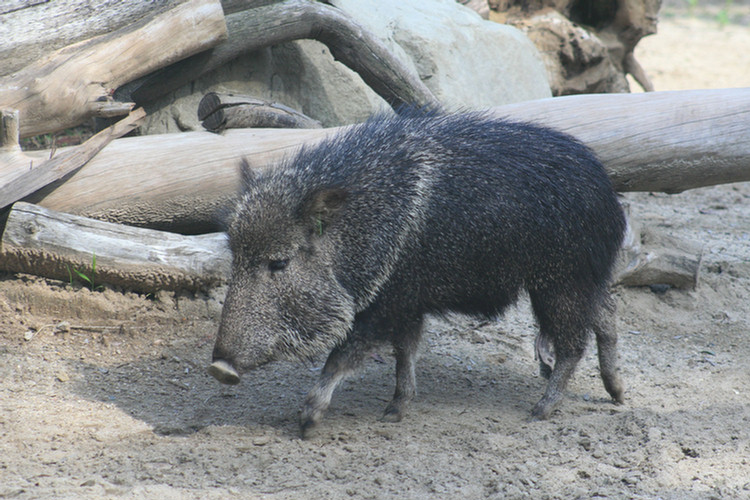 Los Angeles Zoo February 2010