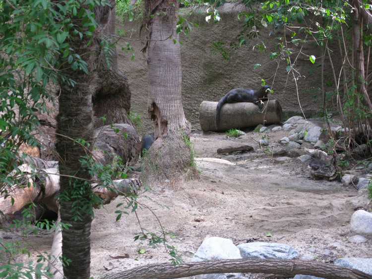 Los Angeles Zoo February 2010