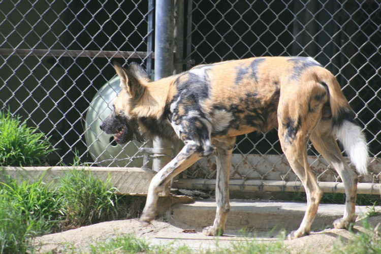 Los Angeles Zoo February 2010