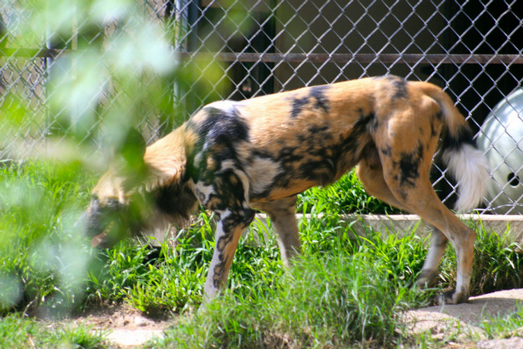 Los Angeles Zoo February 2010