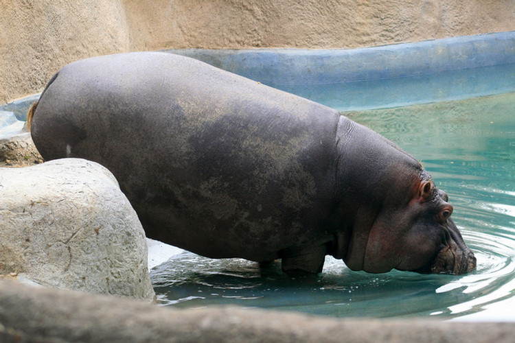 Los Angeles Zoo February 2010