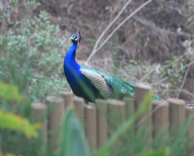 Los Angeles Zoo February 2010