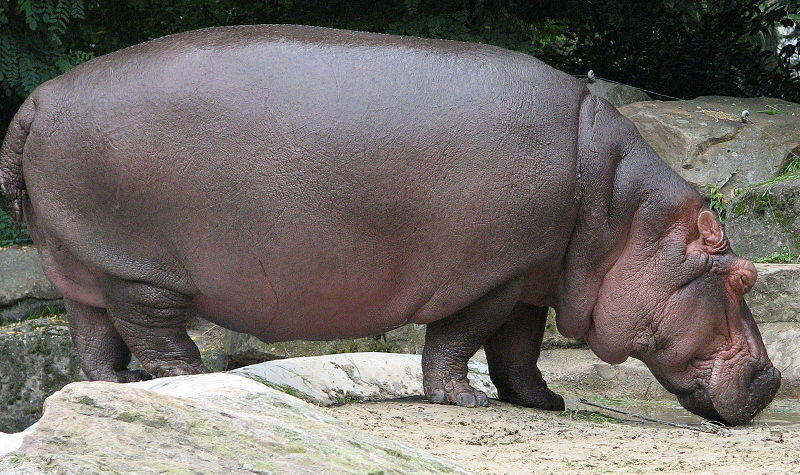 hippo