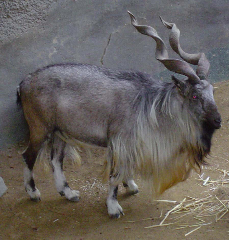 Markhor