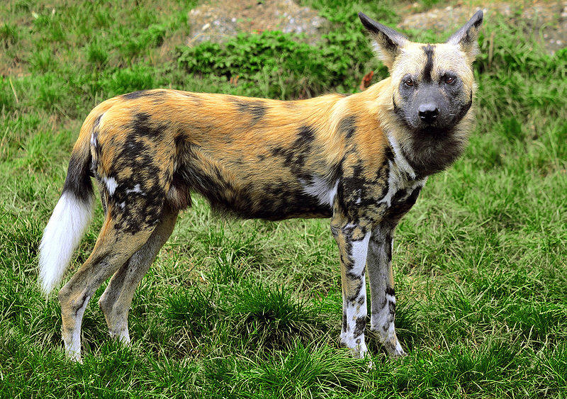 Wild African Dog