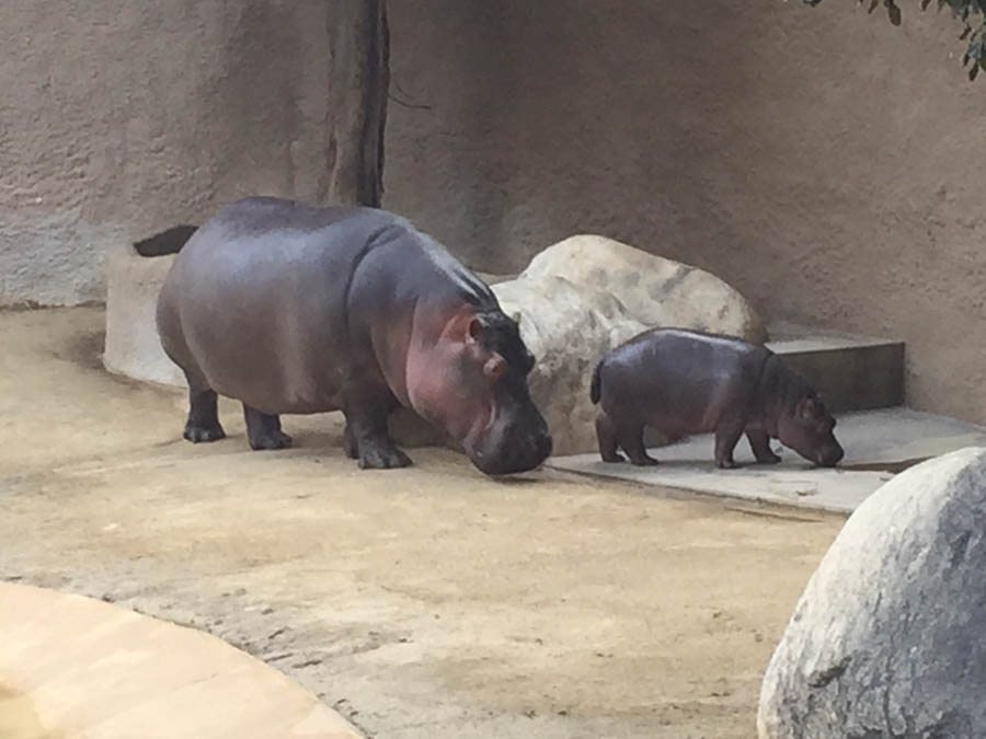 Los Angeles Zoo January 2015