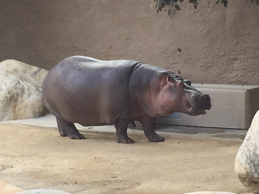 Los Angeles Zoo January 2015