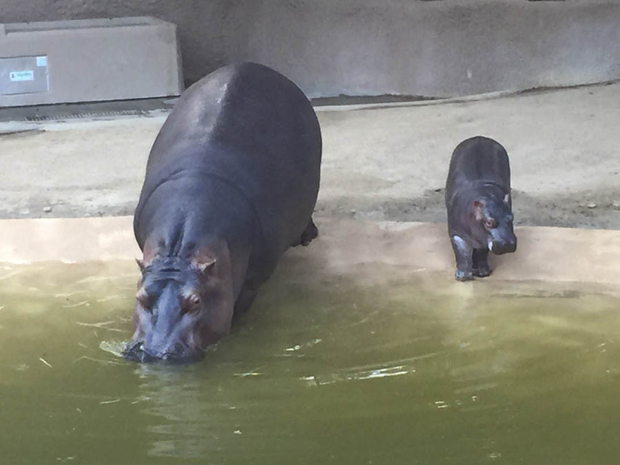 Los Angeles Zoo January 2015