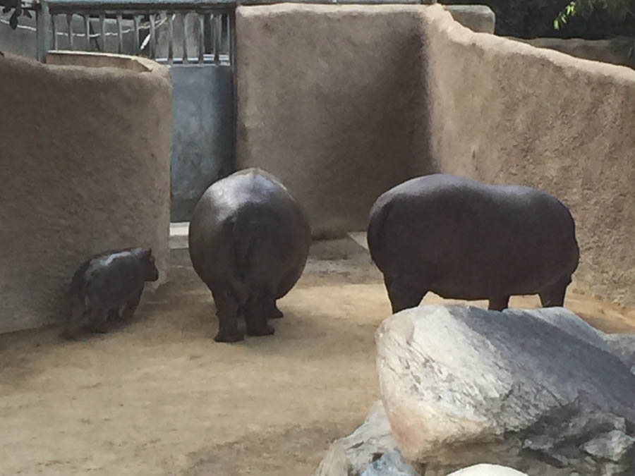 Los Angeles Zoo January 2015