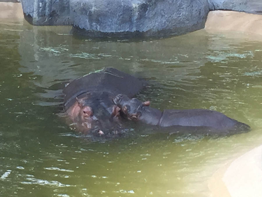 Los Angeles Zoo January 2015