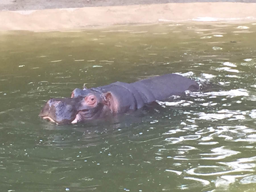 Los Angeles Zoo January 2015