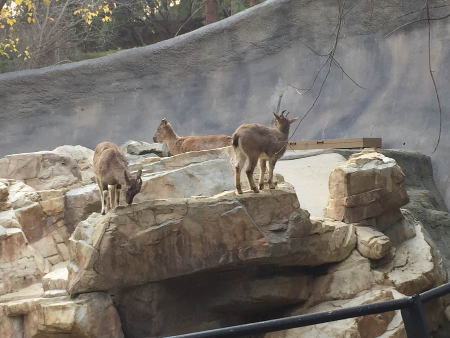 Los Angeles Zoo January 2015