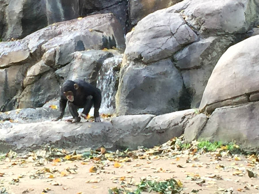 Los Angeles Zoo January 2015