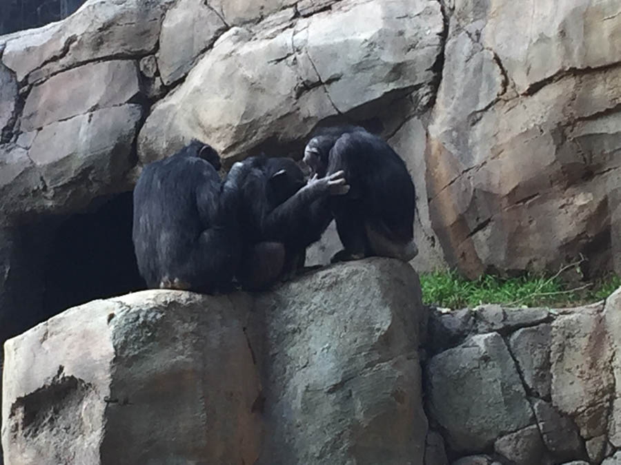 Los Angeles Zoo January 2015