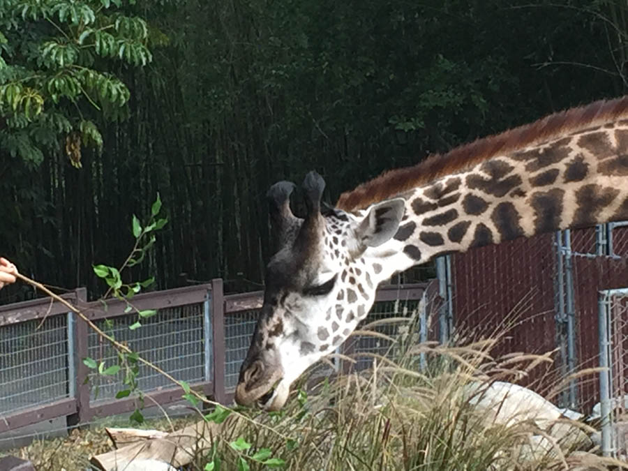 Los Angeles Zoo January 2015