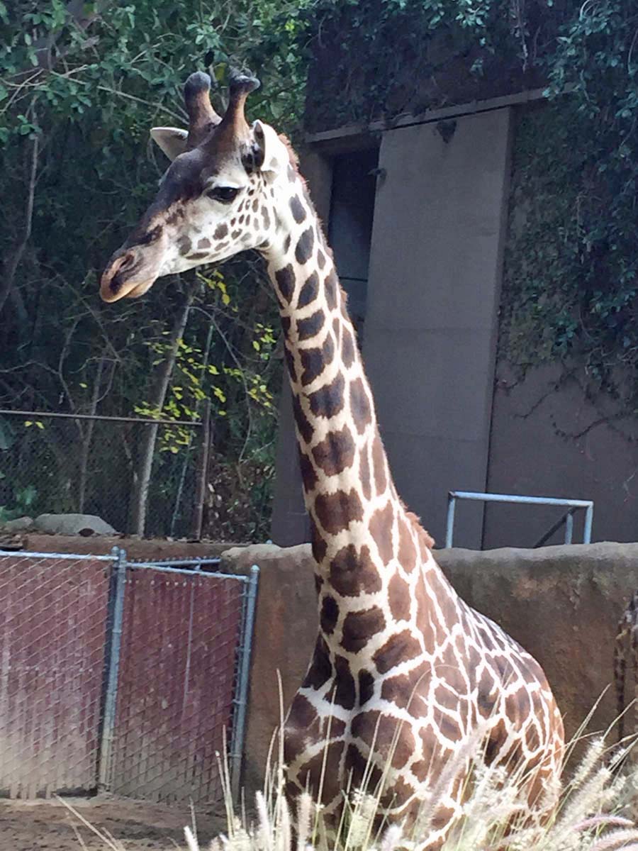 Los Angeles Zoo January 2015