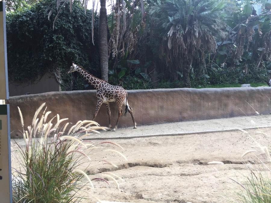 Los Angeles Zoo January 2015