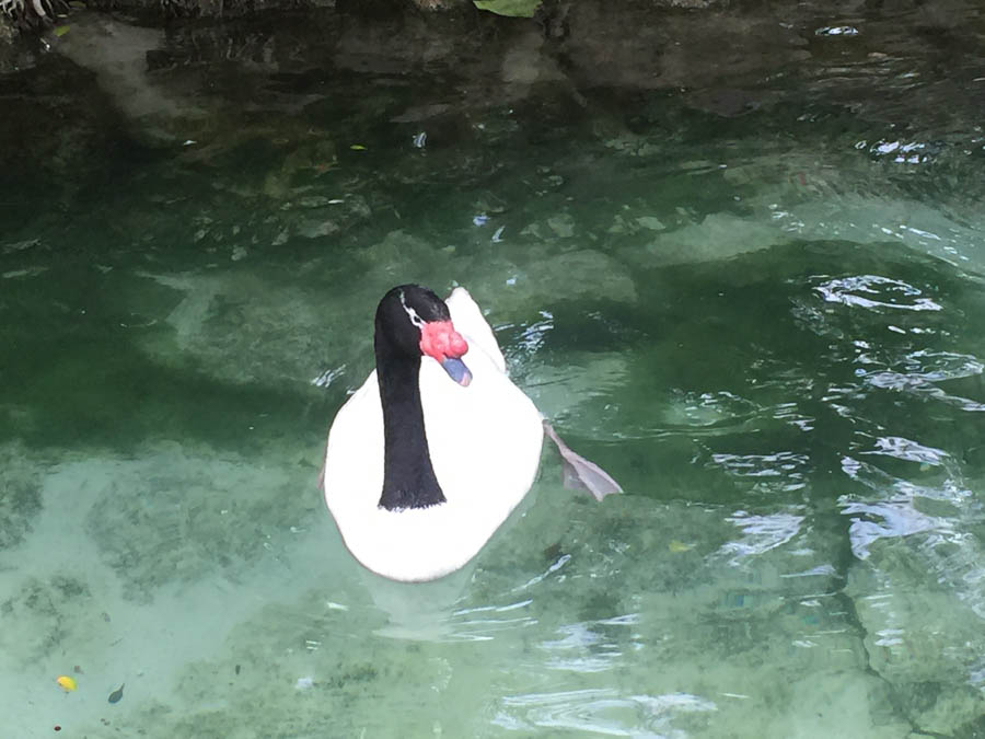 Los Angeles Zoo January 2015