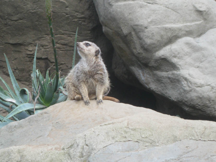 Los Angeles Zoo January 2015