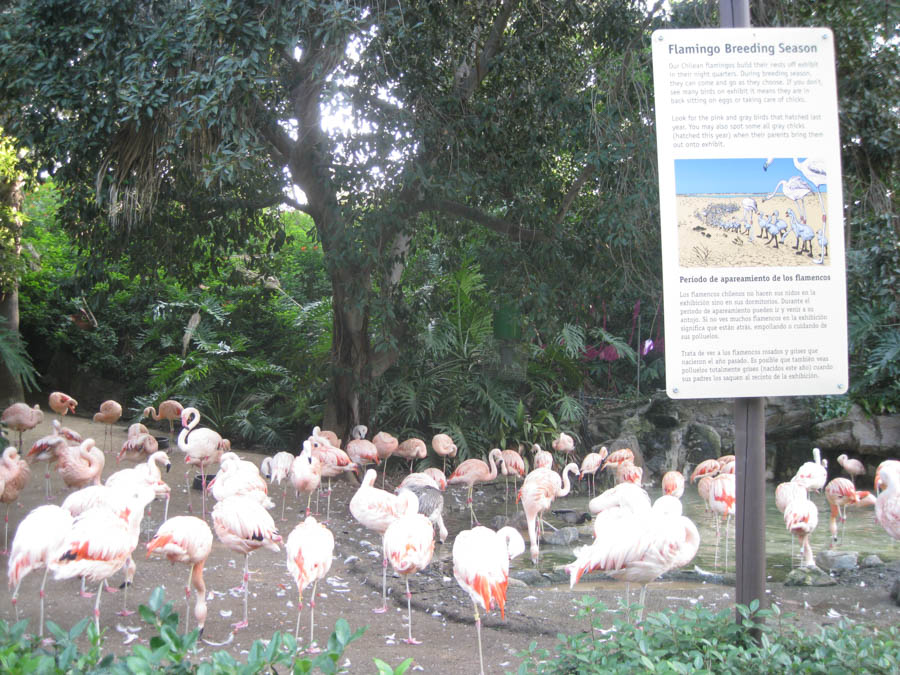 Los Angeles Zoo January 2015