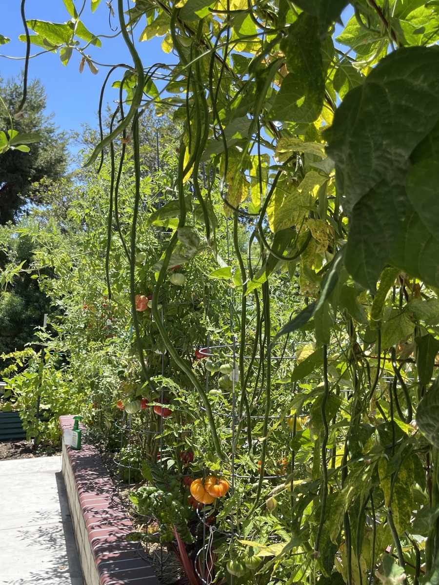 Mary loves her garden